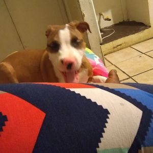 Meet your Posher, Britney